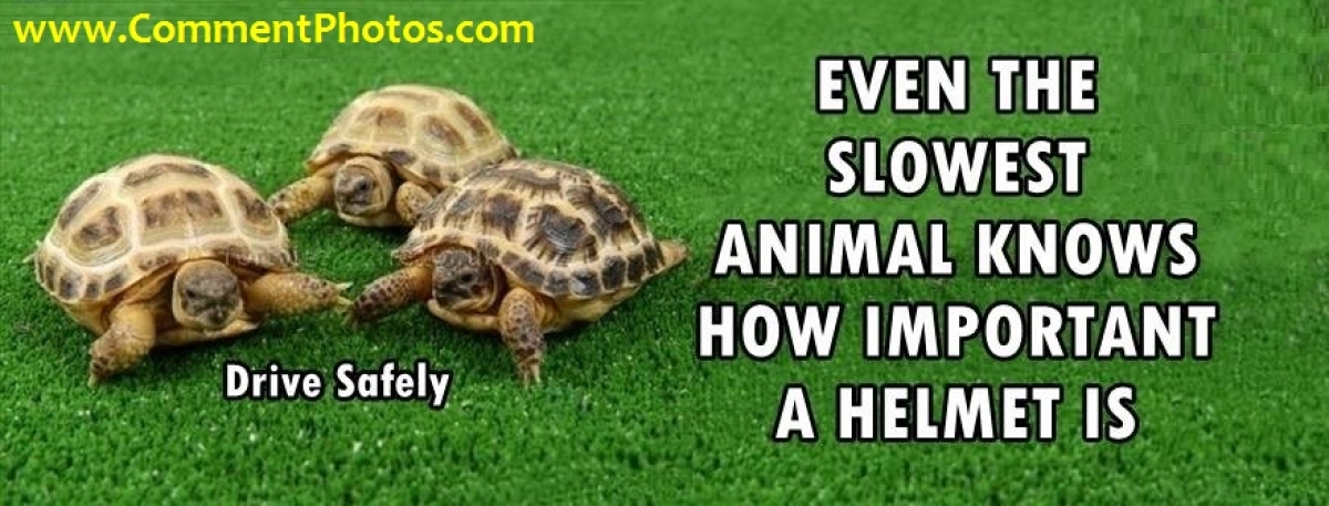 Even the slowest animal on the earth knows How Important A Helmet Is -   - English Photo Comments Search Engine - Find Photos to  Comment in Facebook, Google+, Twitter, Orkut, Hi5,