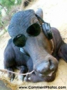 Buffalo with sun glasses