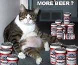 More Beer - Funny Fat Cat Drinking Beer