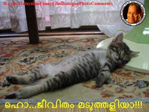 ഹോ ജീവിതം മടുത്തളിയാ  - പൂച്ച - Ho Jeevitham Maduthaliya - Cat sleeping like human