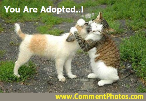 You Are Adopted - Cat Hugs Dog - Kitty Hugging Puppy
