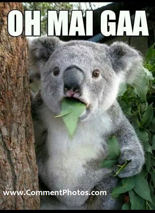 Oh Mai Gaa - Shocked Koala Bear Oh My God. OMG