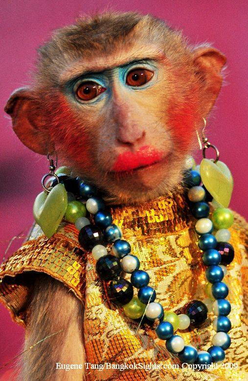 Lady Monkey In Full Makeup