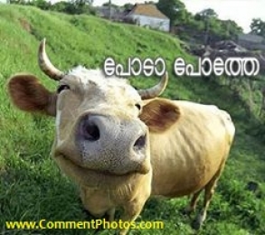 പോടാ പോത്തേ - Poda Pothe - Closeup Shot of Cow