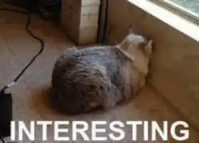 Interesting - Cat Shows Back