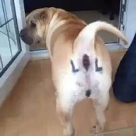 LOL - Written on Dogs Back