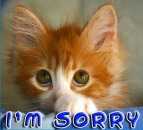 Im Sorry Kitten