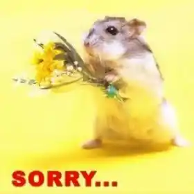 Sorry - Rat with flower