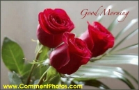 Good Morning - Red Roses