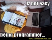 Its not easy being a  programmer - Cat Lying on Laptop