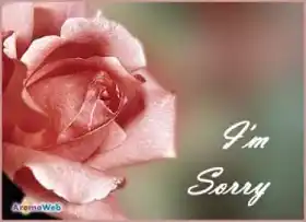 I am Sorry - Rose