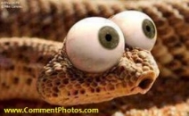 Snakes Eyeballs Comes Out with Wonder
