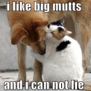 I Like Big Nutts And I Cant Lie - Cat and Dog Love