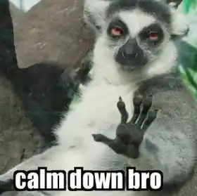 Calm Down Bro