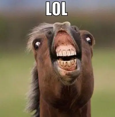 Funny Horse