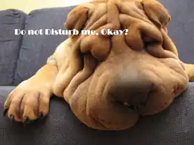 Do Not Disturb Me Okay