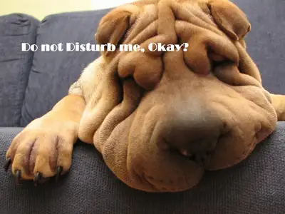 Do Not Disturb Me Okay