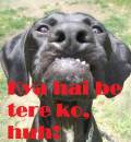 Kya Hai Be Tere Ko Huh - Kutthe - Dog