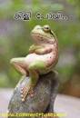 കിളി പോയി - തവള - Kili Poyi - Frog Sitting Mad