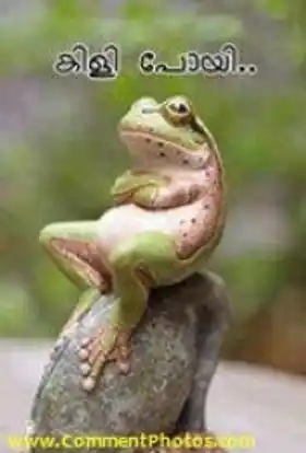 കിളി പോയി - തവള - Kili Poyi - Frog Sitting Mad