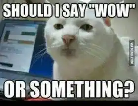 Should I Say WOW or Something - Funny Cat