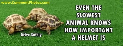 Even the slowest animal on the earth knows How Important A Helmet Is