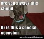 Are you always this stupid Or this a special occation - Funny Dog Looking