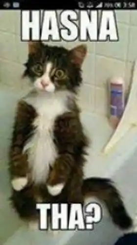 Hasna  Tha -  Angry  Cat