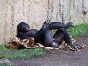 Chimpanzee Sleeping Like A Boss