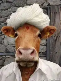 Funny Cow Head faced man, human