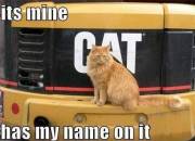 Its mine. It has my name on it - Funny Cat sitting on to of truck