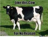 Like This Cow For No Reason