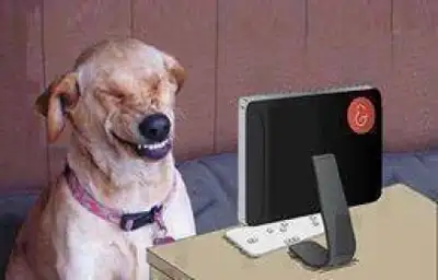 Funny Dog Laughing After Reading This Post