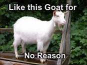 Like This Goat For No Reason - Share
