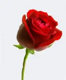 Rose Flower