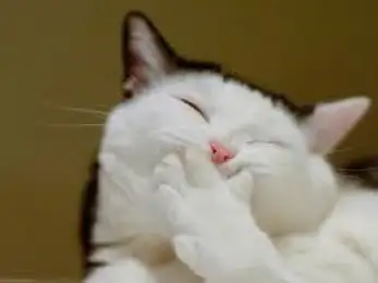 Cat Laugh - LOL