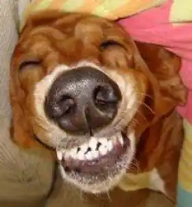 Hahahaha - Dog Laughing LOL