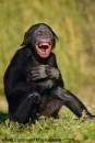 Monkey Laughing - LOL