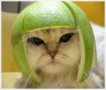 Cat Under Watermelon