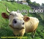 പോടാ പോത്തേ - Poda Pothe - Closeup Shot of Cow