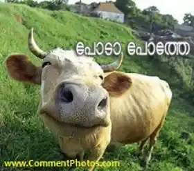 പോടാ പോത്തേ - Poda Pothe - Closeup Shot of Cow