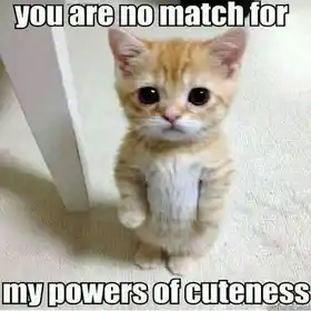 You are no match for my powers of cuteness - Cute Standing Kitty Cat